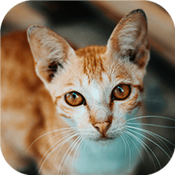 cat-tastic-puzzle-challenge-1