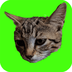 catch-cats-1